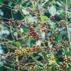 Let’s hear it for consumers’ voices