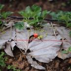 Organic Food Journey (Ep. 2)